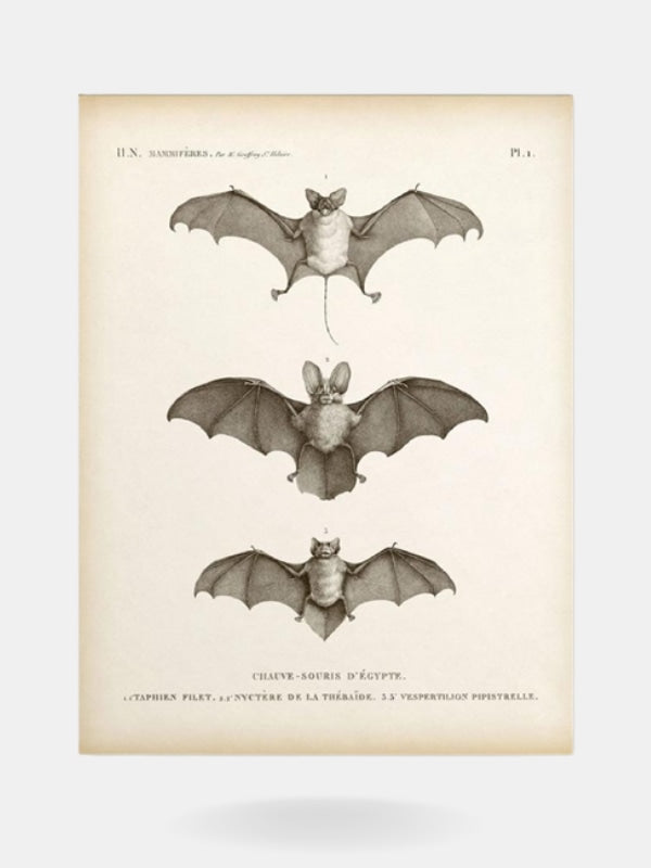 Bat wall art