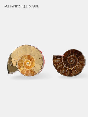 Ammonite ring